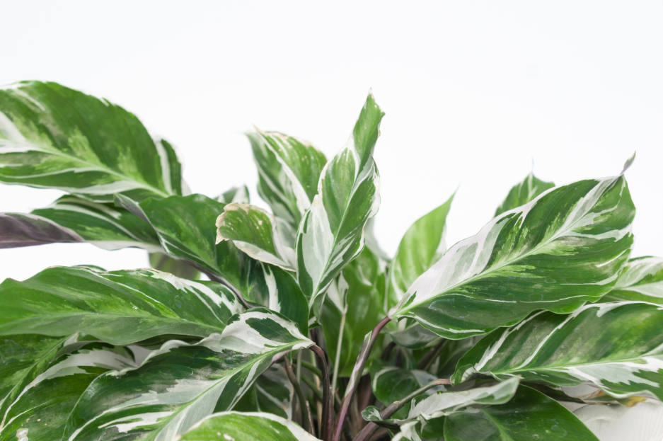 How to Care for Calathea White Fusion, Calathea plant care, living house plants, bayview flowers, daisy ai, ai powered plant care