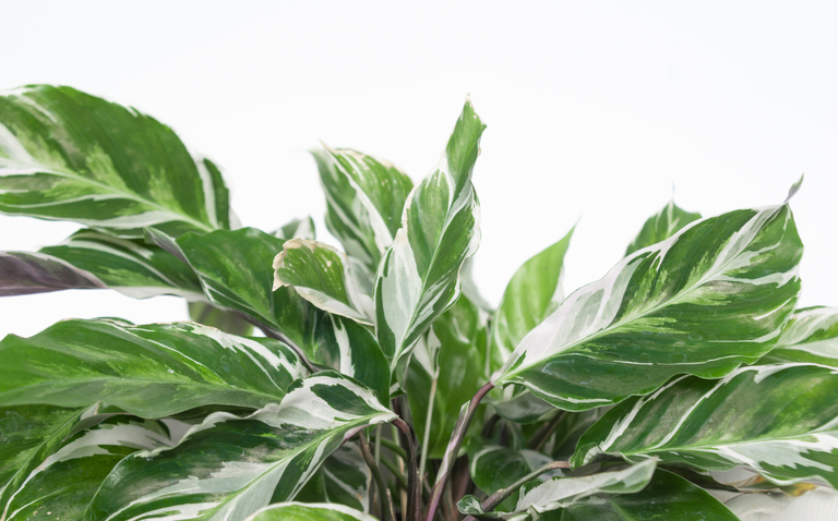 How to Care for Calathea White Fusion, Calathea plant care, living house plants, bayview flowers, daisy ai, ai powered plant care