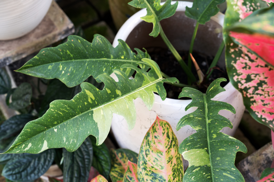 How to Care for the Philodendron Ring of Fire, Philodendron Ring of fire plant care, living house plants, bayview flowers, daisy ai, ai powered plant care