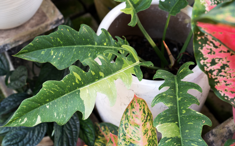 How to Care for the Philodendron Ring of Fire, Philodendron Ring of fire plant care, living house plants, bayview flowers, daisy ai, ai powered plant care