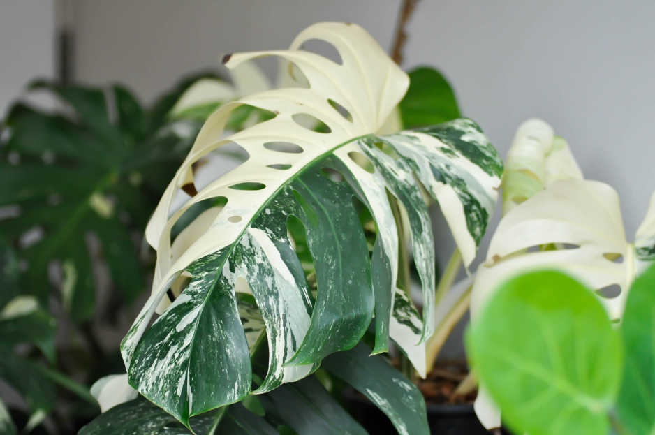 How to Care for Monstera Albo (Monstera deliciosa 'Albo Variegata'), Monstera Albo Care, living house plants, bayview flowers, daisy ai, ai powered plant care