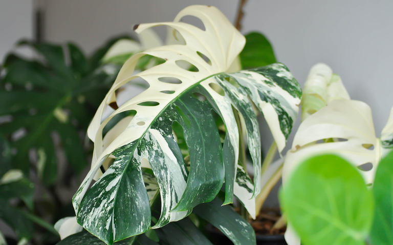 How to Care for Monstera Albo (Monstera deliciosa 'Albo Variegata'), Monstera Albo Care, living house plants, bayview flowers, daisy ai, ai powered plant care