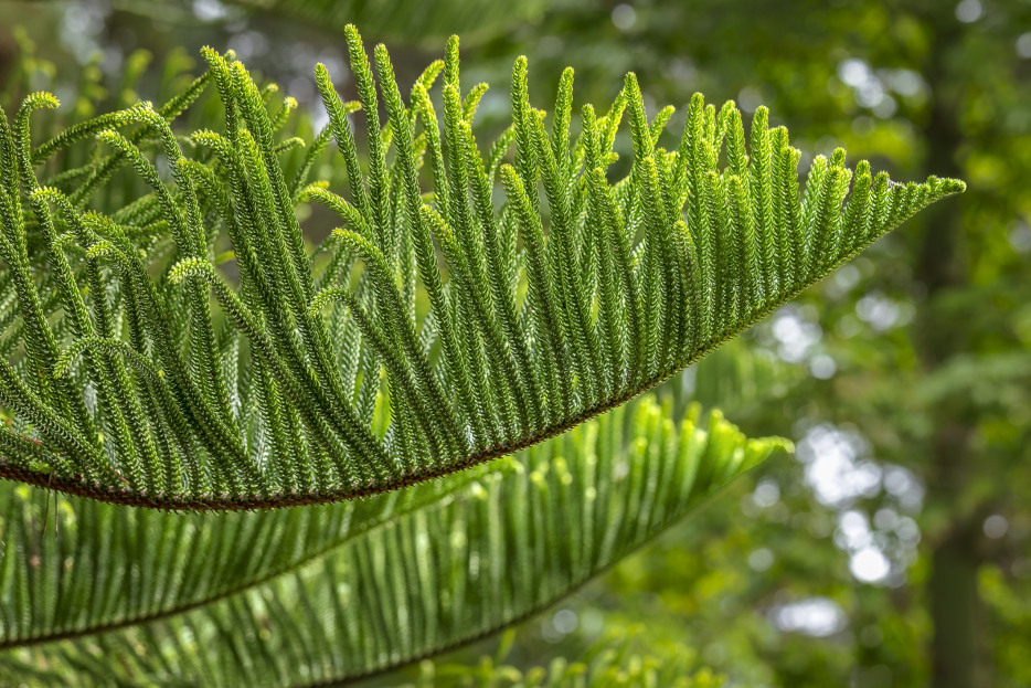 How to Care for Norfolk Island Pine (Araucaria heterophylla), Norfolk island pine plant care, living house plants, bayview flowers, daisy ai, ai powered plant care