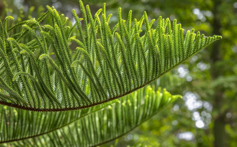 How to Care for Norfolk Island Pine (Araucaria heterophylla), Norfolk island pine plant care, living house plants, bayview flowers, daisy ai, ai powered plant care