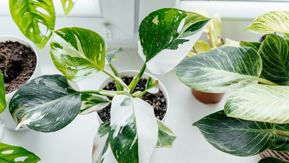 How to Care for Philodendron White Princess Houseplant, Philodendron white princess plant care, living house plants, bayview flowers, daisy ai, ai powered plant care