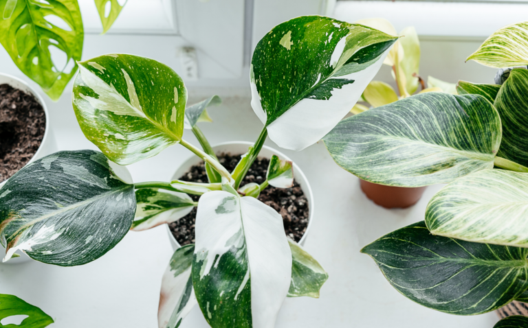 How to Care for Philodendron White Princess Houseplant, Philodendron white princess plant care, living house plants, bayview flowers, daisy ai, ai powered plant care