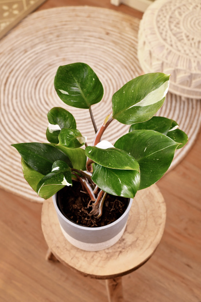 How to Care for Philodendron White Knight Houseplant, living house plants, bayview flowers, daisy ai, ai powered plant care