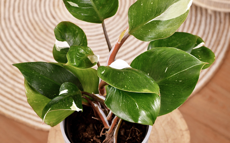 How to Care for Philodendron White Knight Houseplant, living house plants, bayview flowers, daisy ai, ai powered plant care