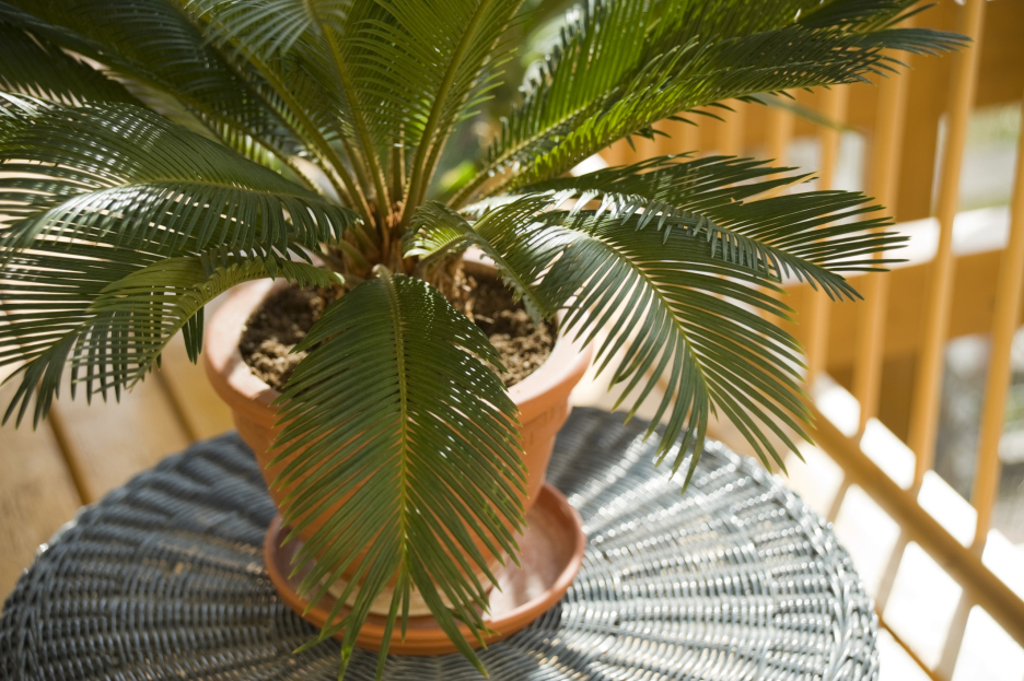 How to Care for Sago Palm (Cycas revoluta) Houseplant, Cycas revoluta, Sago Palm, living house plants, bayview flowers, daisy ai, ai powered plant care