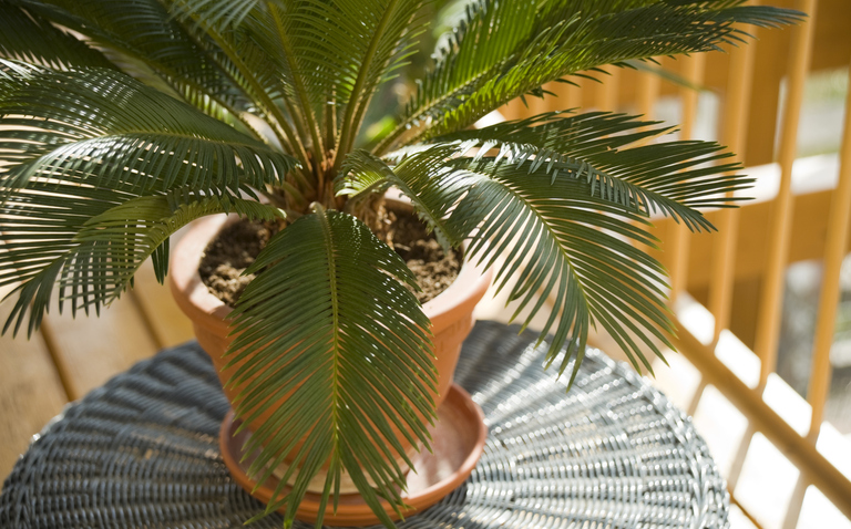 How to Care for Sago Palm (Cycas revoluta) Houseplant, Cycas revoluta, Sago Palm, living house plants, bayview flowers, daisy ai, ai powered plant care