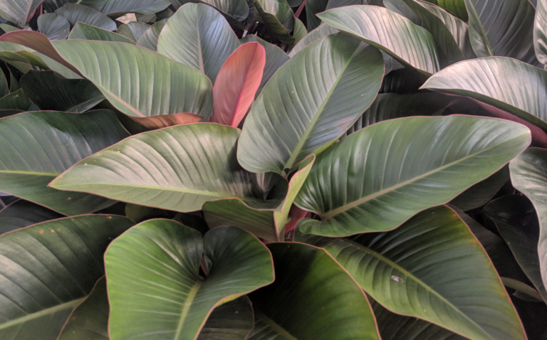 How to Care for Philodendron Rojo Congo Houseplant, Philodendron Rojo Congo plant care, living house plants, bayview flowers, daisy ai, ai powered plant care