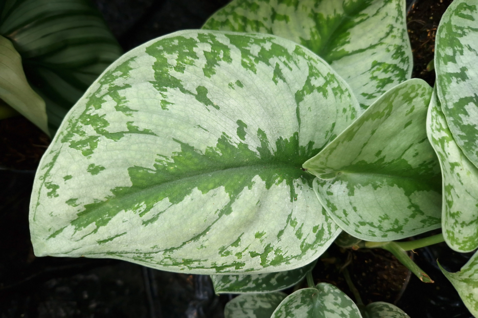 How to Care for Silver Pothos (Scindapsus pictus), living house plants, bayview flowers, daisy ai, ai powered plant care, daisy ai, ai powered plant care