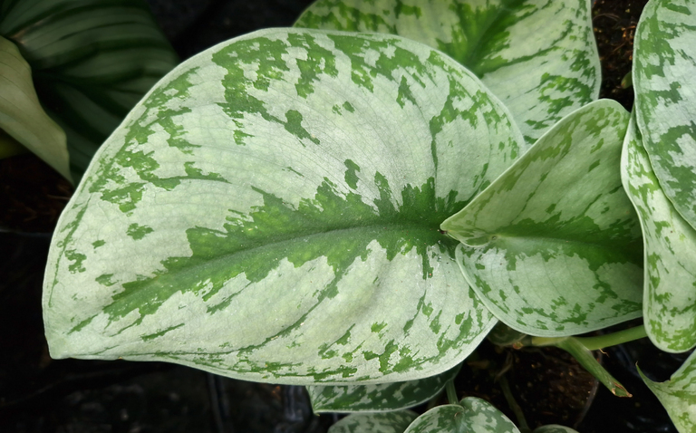 How to Care for Silver Pothos (Scindapsus pictus), living house plants, bayview flowers, daisy ai, ai powered plant care, daisy ai, ai powered plant care