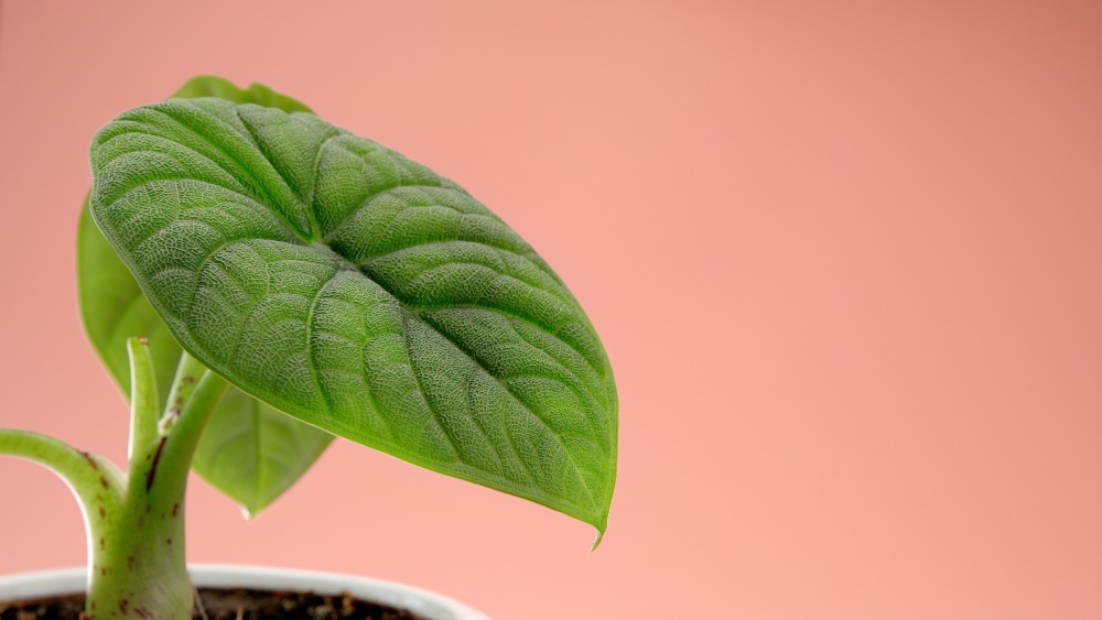 How to Care for Alocasia Melo, Alocasia Melo, living house plants, bayview flowers, daisy ai, ai powered plant care