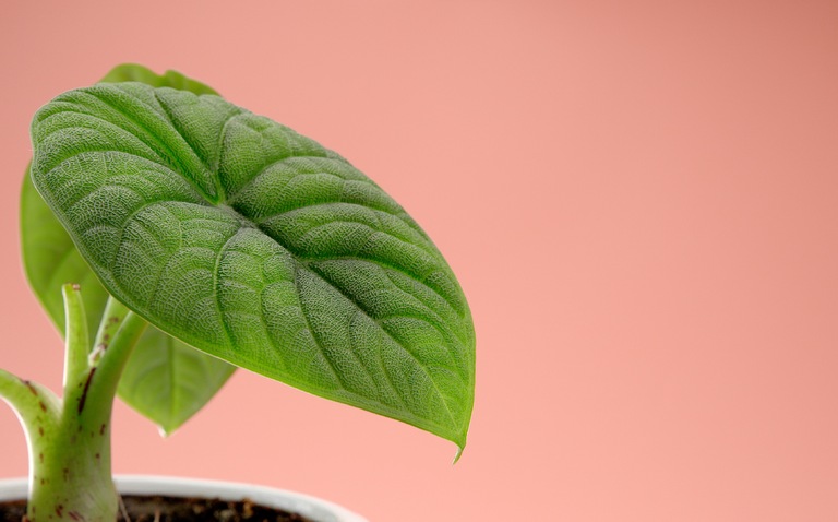 How to Care for Alocasia Melo, Alocasia Melo, living house plants, bayview flowers, daisy ai, ai powered plant care