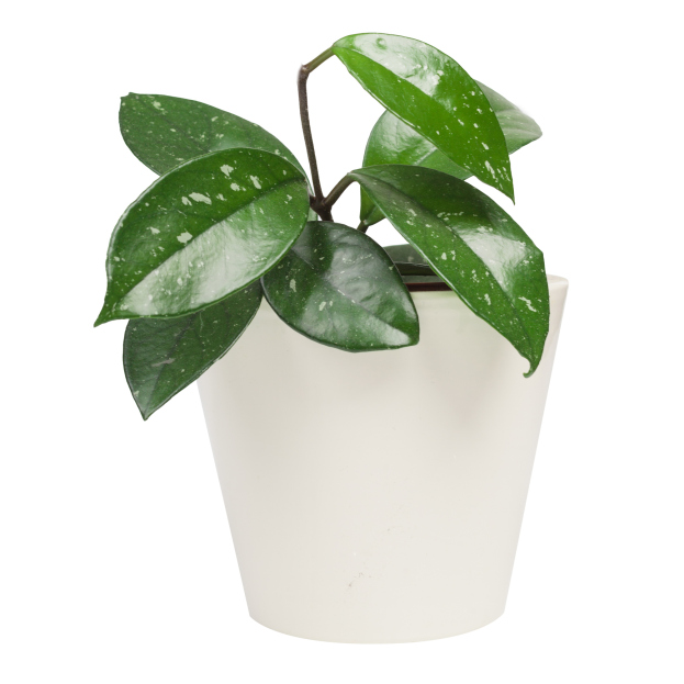 How to Care for Hoya Splash (Hoya carnosa ‘Splash’), Hoya splash plant care, living house plants, bayview flowers, daisy ai, ai powered plant care