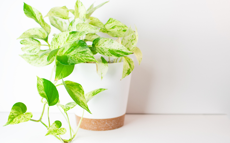 How to Care for Pothos 'Marble Queen', Mable Queen Pothos care, living house plants, bayview flowers, daisy ai, ai powered plant care