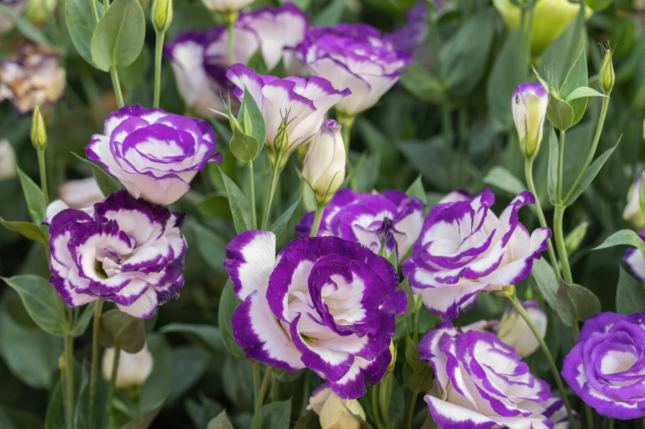 How to Care for Lisianthus: A Complete Guide, living house plants, bayview flowers, daisy ai, ai powered plant care