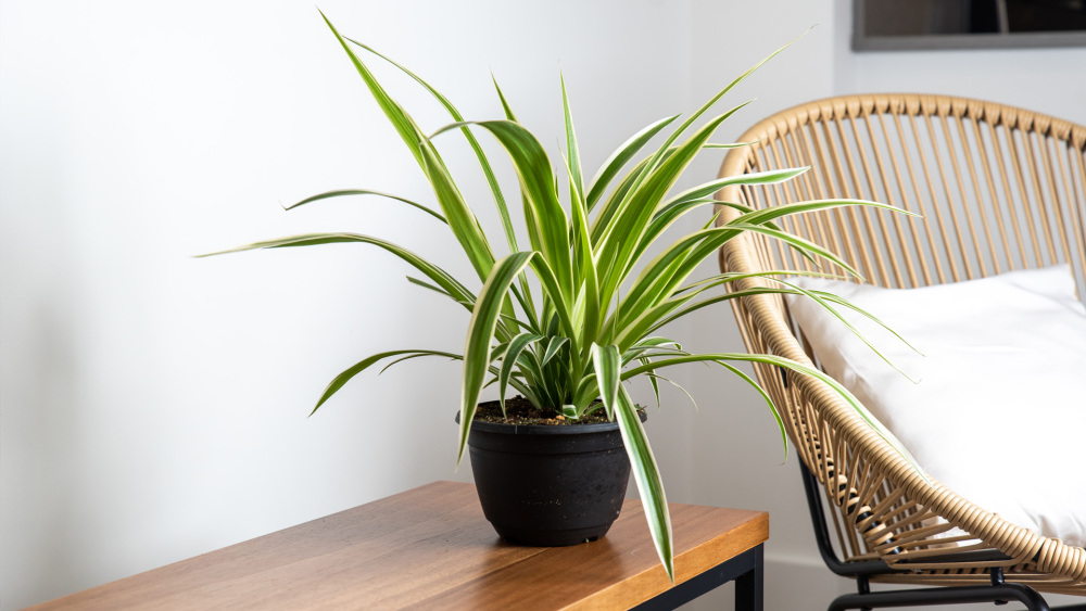 plant care, living house, living house plants, bayview, bayview flowers, spider plant, spider plant care, Chlorophytum