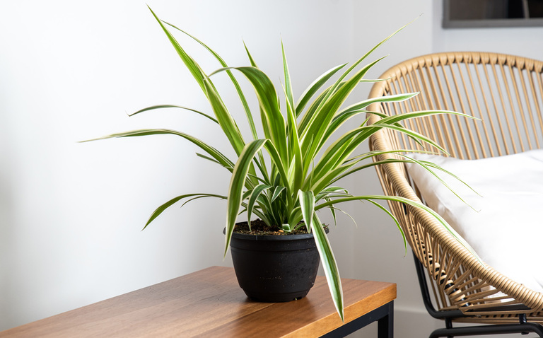 plant care, living house, living house plants, bayview, bayview flowers, spider plant, spider plant care, Chlorophytum