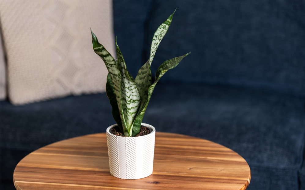 Plant Care, Living House Plants, Sansevieria Plant care, Snake Plant Care, Bayview Flowers