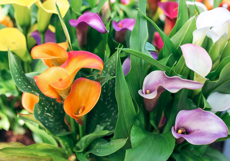 calla lily, calla lallies, calla lillies care, plant care, ai plant care, ai powered plant care, daisy, living house plants, bayview flowers