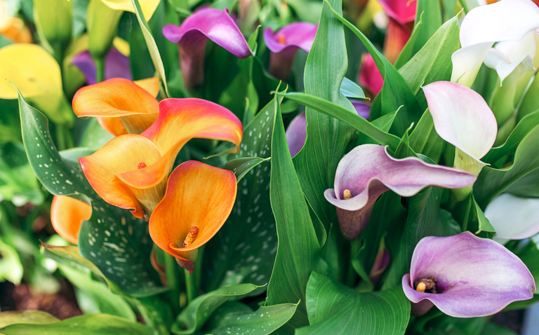 calla lily, calla lallies, calla lillies care, plant care, ai plant care, ai powered plant care, daisy, living house plants, bayview flowers