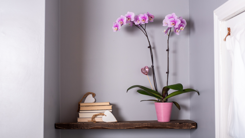 orchid care, living house, living house plants, how do i care for my orchid?, bayview flowers, plants