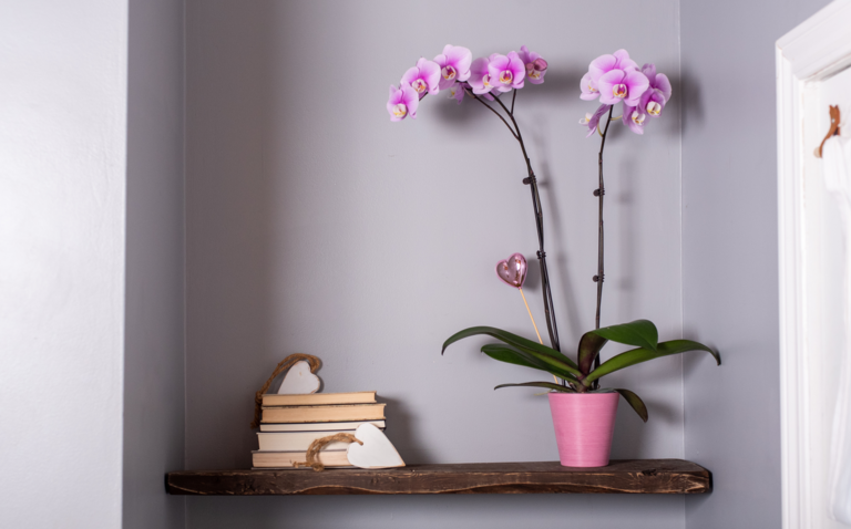 orchid care, living house, living house plants, how do i care for my orchid?, bayview flowers, plants