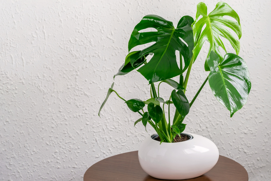 Monstera Plant care, ai powered plant care, daisy ai, daisy plant care chatbot, living house, bayview flowers