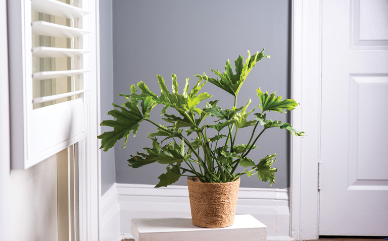 Philodendron care, Plant care, Philodendron Hope, plant care guide, living house plants, living house, bayview flowers, daisy, daisy ai, ai powered plant care, ai plant care chatbot