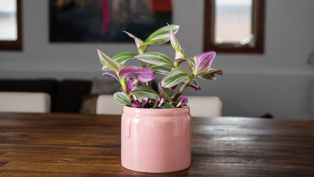 Nanouk, Tradescantia care, nanouk plant care, plant care, ask daisy, ai daisy, ai powered plant care, living house, bayview flowers