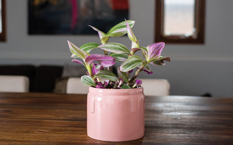 Nanouk, Tradescantia care, nanouk plant care, plant care, ask daisy, ai daisy, ai powered plant care, living house, bayview flowers