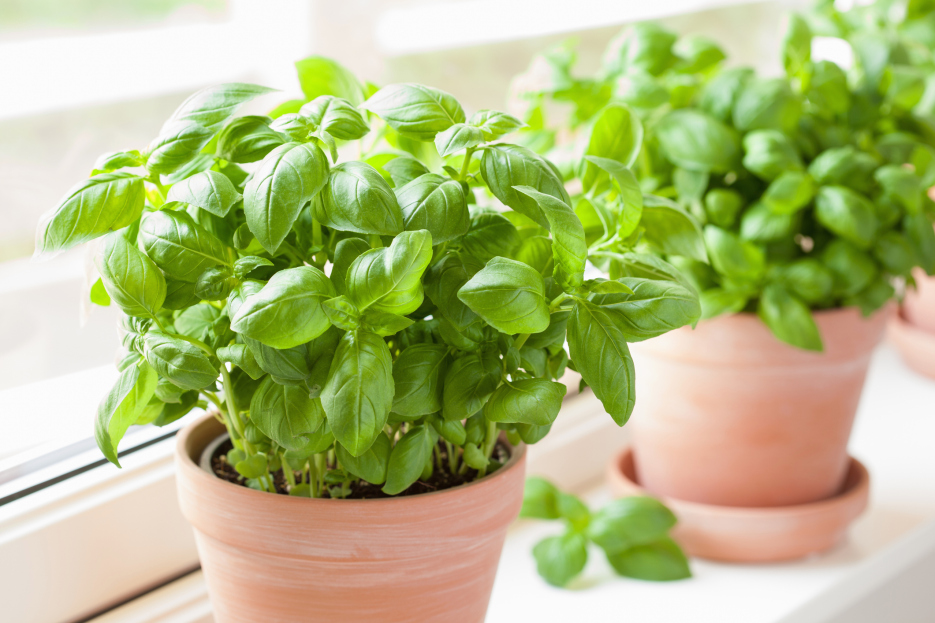 Basil, Basil plant care, Ocimum basilicum, living house plants, bayview flowers, daisy, daisy ai, ai powered plant care, your ai powered plant care assistant