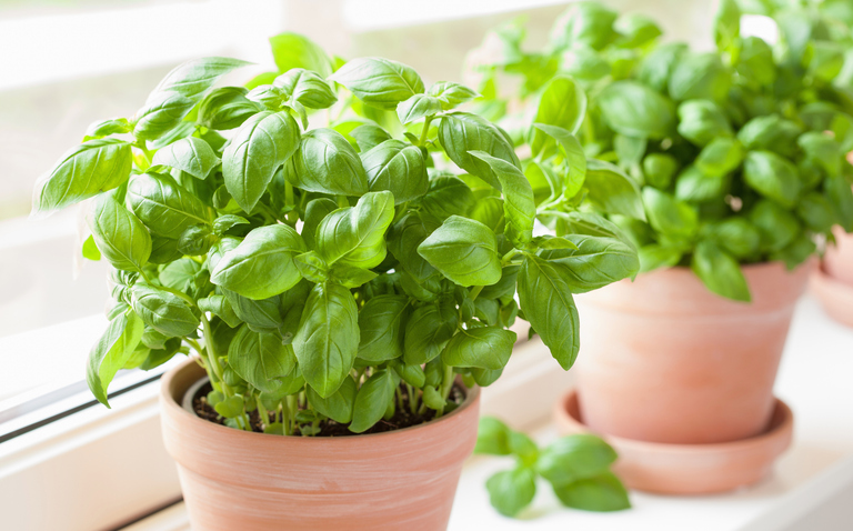 Basil, Basil plant care, Ocimum basilicum, living house plants, bayview flowers, daisy, daisy ai, ai powered plant care, your ai powered plant care assistant