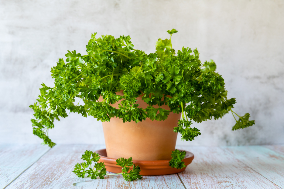 Parsley care, How to grow Parsley, Petroselinum crispum, living house plants, bayview flowers, daisy ai, ai powered plant care