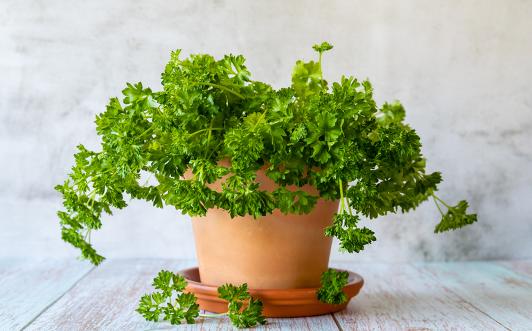 Parsley care, How to grow Parsley, Petroselinum crispum, living house plants, bayview flowers, daisy ai, ai powered plant care