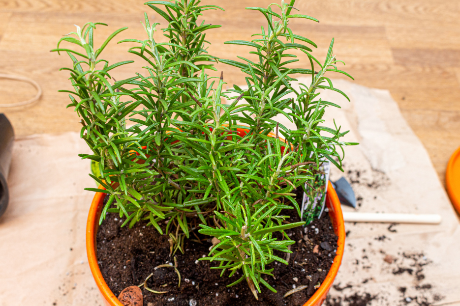 rosemary care, how to grow rosemary, How to Grow and Care for Rosemary (Salvia rosmarinus), plant care, living house plants, bayview flowers, daisy ai, ai powered plant care