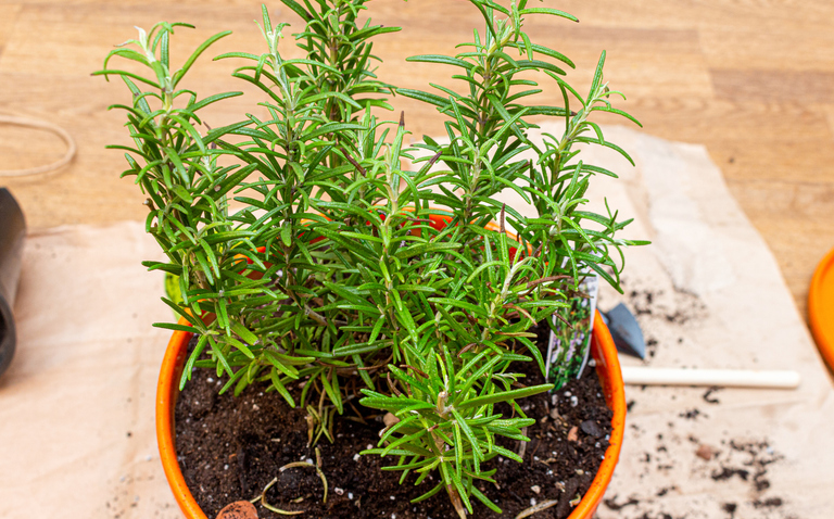 rosemary care, how to grow rosemary, How to Grow and Care for Rosemary (Salvia rosmarinus), plant care, living house plants, bayview flowers, daisy ai, ai powered plant care