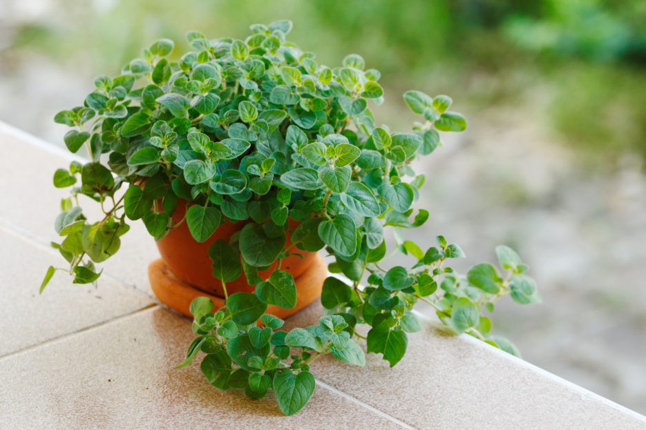 Oregano, How to grow and care for Origanum vulgare, Oregano plant care, living house plants, bayview flowers, daisy ai, ai powered plant care