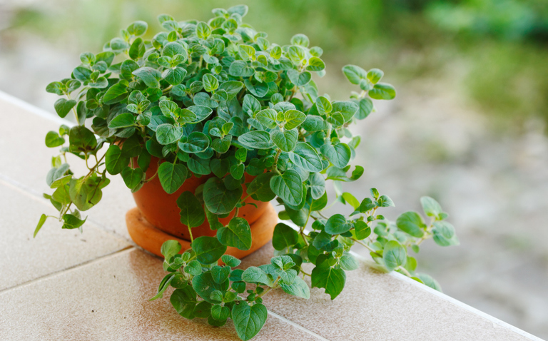 Oregano, How to grow and care for Origanum vulgare, Oregano plant care, living house plants, bayview flowers, daisy ai, ai powered plant care