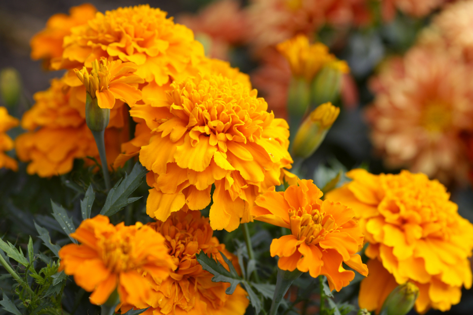 How to Care for Marigold Plants: A Complete Guide, Marigold plant care, living house plants, bayview flowers, daisy ai, ai powered plant care