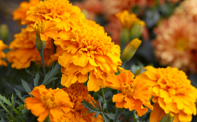 How to Care for Marigold Plants: A Complete Guide, Marigold plant care, living house plants, bayview flowers, daisy ai, ai powered plant care