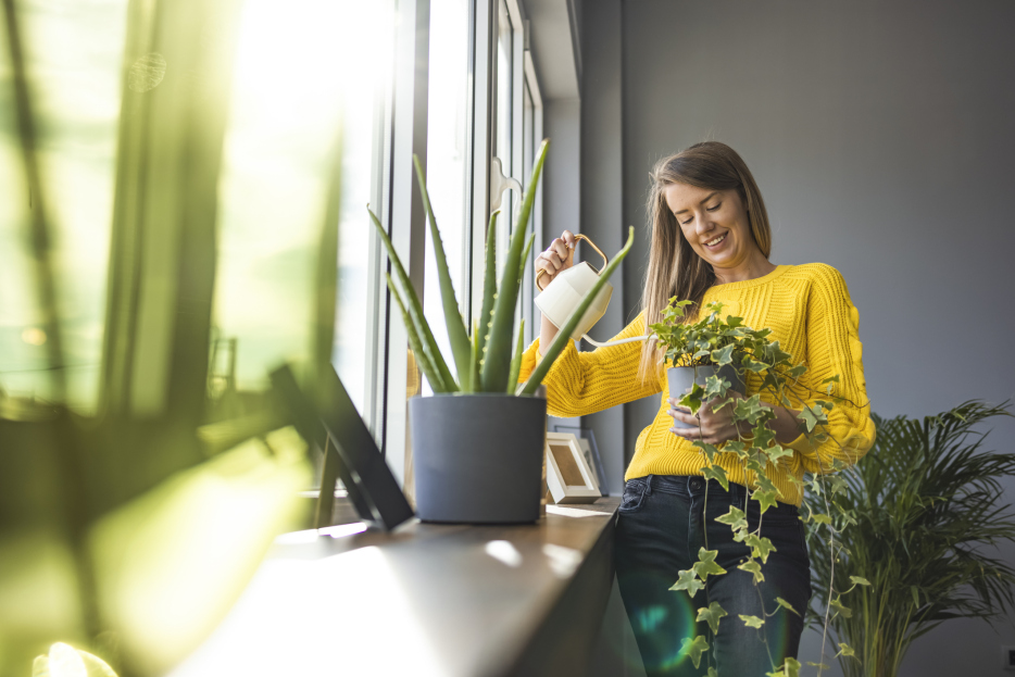 The Science of Watering: How Much is Too Much, how to water my plants, how much water do i give my plants, how often do i water my plants, when do i water my plants, bayview flowers, living house plants, daisy ai, ai powered plant care