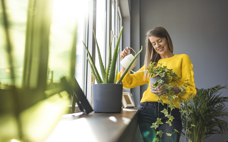 The Science of Watering: How Much is Too Much, how to water my plants, how much water do i give my plants, how often do i water my plants, when do i water my plants, bayview flowers, living house plants, daisy ai, ai powered plant care