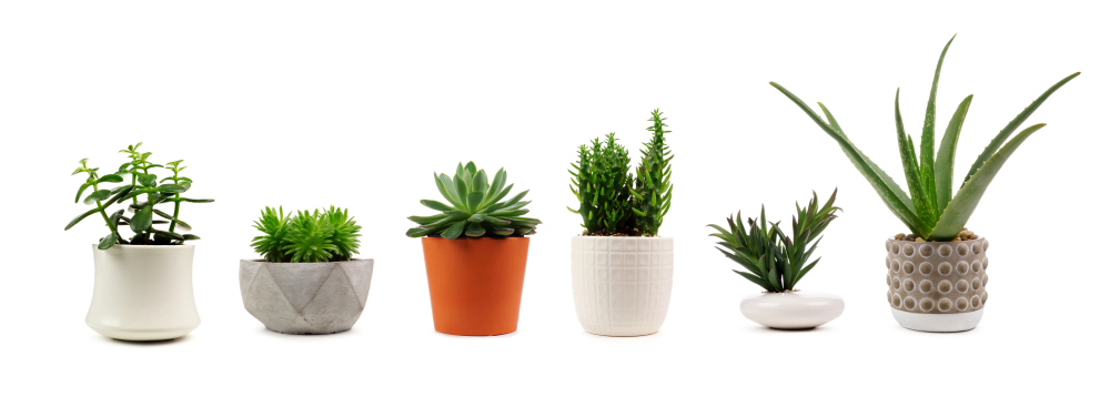 The Perfect Pot: How to Choose the Right Container for Your Plants, choosing plant pots, what type of plant pot should i use? plant pot selection, bayview flowers, living house plants, daisy ai, ai powered plant care