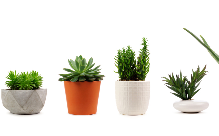 The Perfect Pot: How to Choose the Right Container for Your Plants, choosing plant pots, what type of plant pot should i use? plant pot selection, bayview flowers, living house plants, daisy ai, ai powered plant care