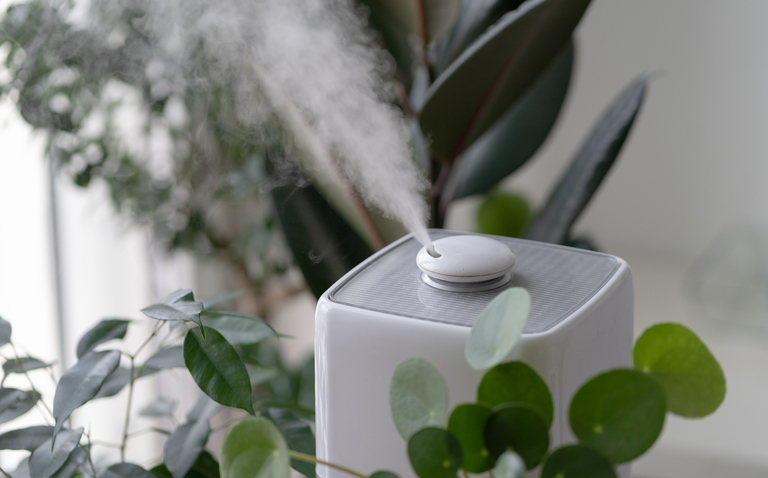 The Role of Humidity: Creating the Ideal Environment for Your Plants, How to add humidity to a room for plants, how much humidity do my plants need?, living house plants, bayview flowers, daisy ai, ai powered plant care