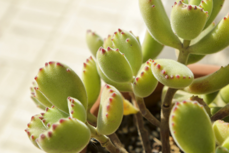 How to Care for a Bear Paw Plant (Cotyledon tomentosa), how to care for bear paw plant, bear paw plant care, living house plants, bayview flowers, daisy ai, ai powered plant care