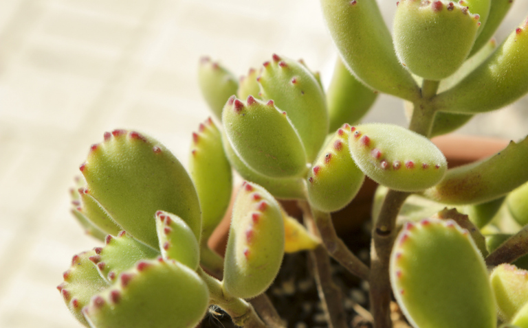 How to Care for a Bear Paw Plant (Cotyledon tomentosa), how to care for bear paw plant, bear paw plant care, living house plants, bayview flowers, daisy ai, ai powered plant care